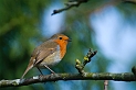 Robin - E